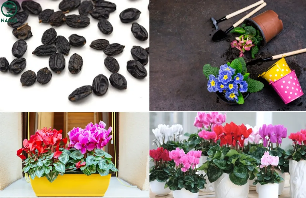 Hướng dẫn chi tiết cách trồng cây anh thảo từ hạt tại nhà