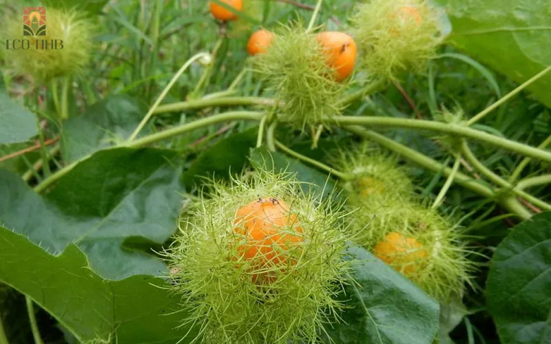 Hướng dẫn chi tiết cách trồng cây chùm bao bằng hạt và ghép cành