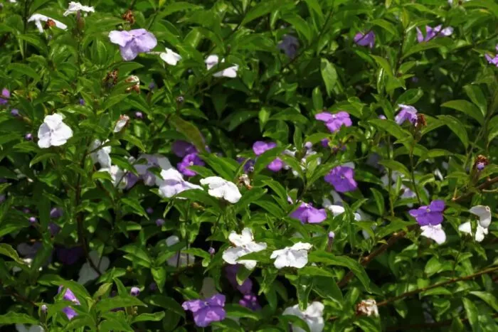 Hướng dẫn chi tiết cách trồng cây hoa nhài nhật giống trong chậu hoặc ngoài đất