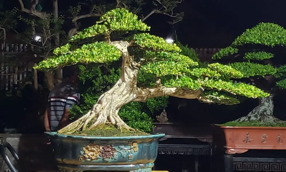 Hướng dẫn chi tiết cách trồng cây nguyệt quế bằng hạt hoặc giâm cành đúng kỹ thuật