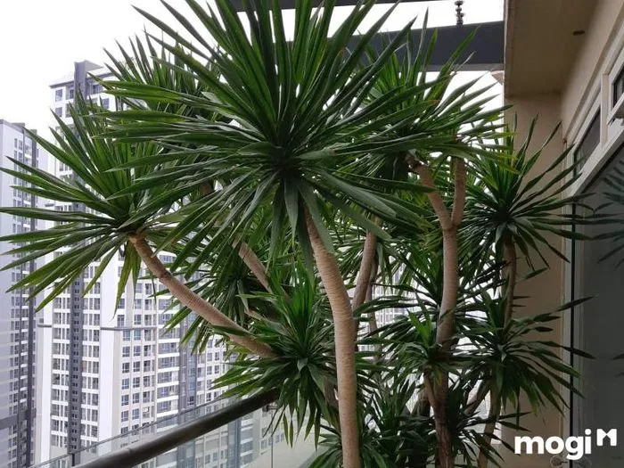 Hướng dẫn chi tiết cách trồng cây Thần Tài Núi bằng phương pháp giâm cành