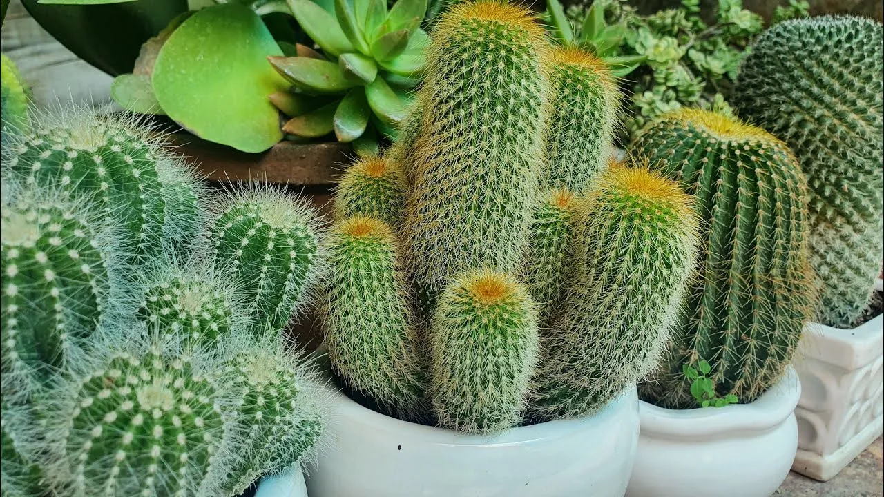 Hướng dẫn chi tiết cách trồng cây xương rồng mini tại nhà