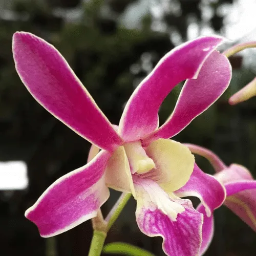 Hướng dẫn chi tiết cách trồng hoa lan dendro nắng King Hooc Môn