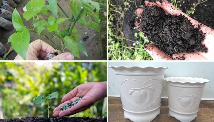 Cách Trồng Cây Sống Đời Từ Lá Chi Tiết Từ A Đến Z Cho Người Mới Bắt Đầu