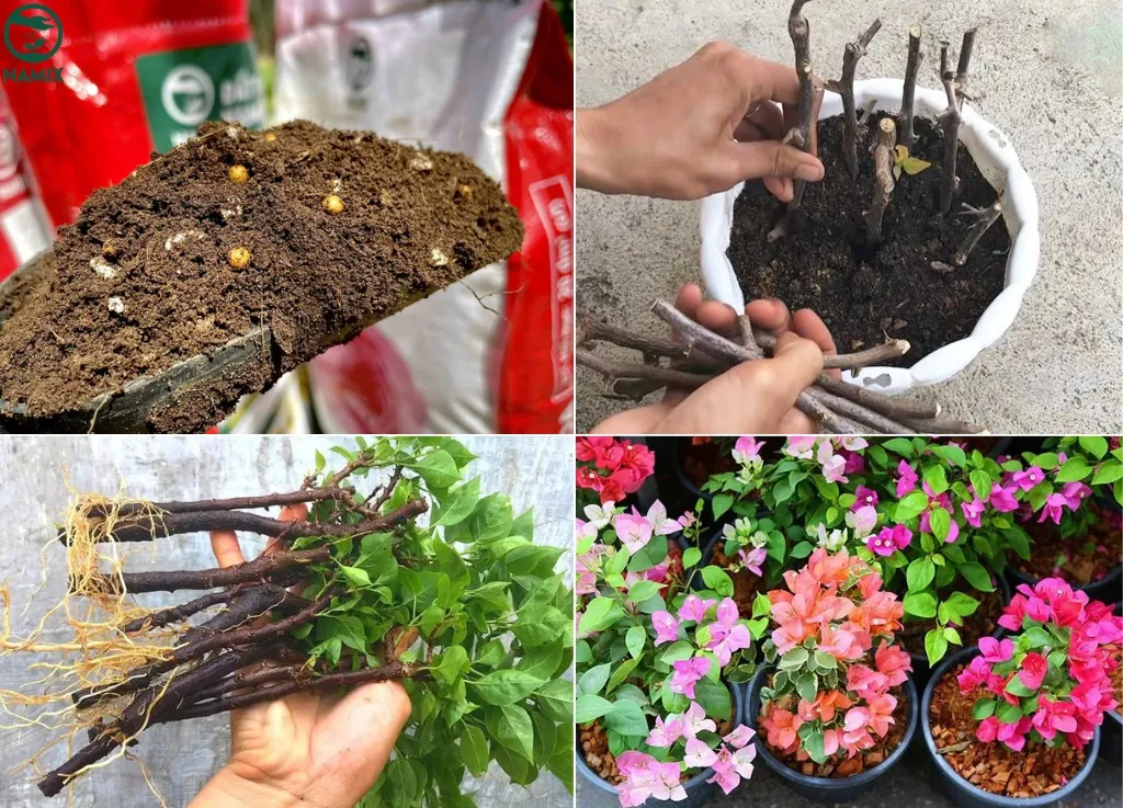 Hướng dẫn chi tiết kỹ thuật giâm cành hoa giấy trong chậu