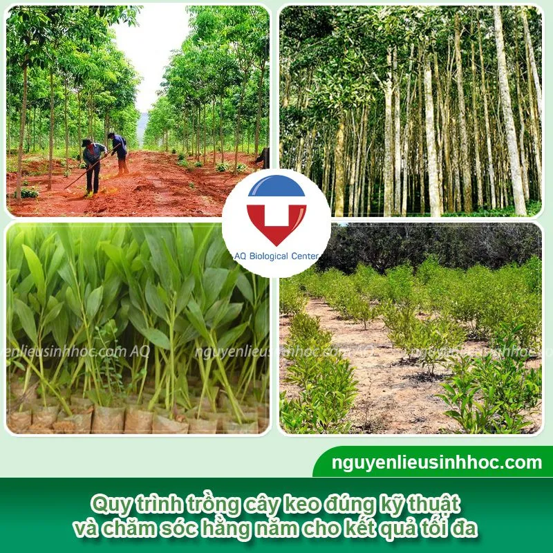 Hướng dẫn chi tiết trong quy trình trồng keo đạt năng suất cao