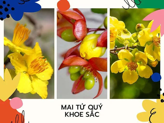 Hướng dẫn chi tiết trồng và chăm sóc cây mai tứ quý đúng kỹ thuật