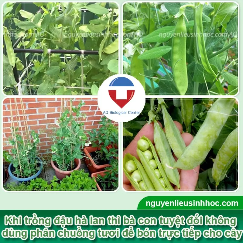 Hướng dẫn chi tiết từng bước gieo hạt và chăm sóc ban đầu theo cách trồng cây đậu Hà Lan