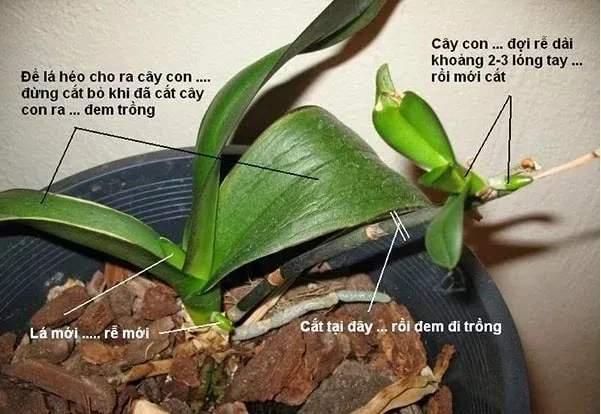 Hướng dẫn chi tiết về kỹ thuật tưới nước đúng cách cho lan hồ điệp