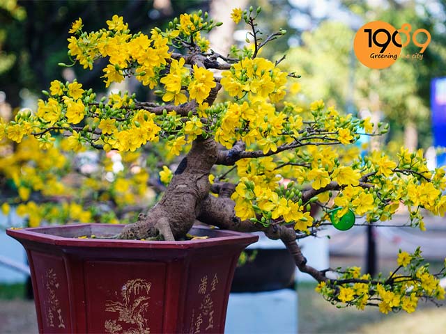 cách Chăm Sóc Cây Mai Chậu Từ A Đến Z Đạt Chuẩn Bonsai