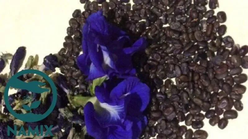 Hướng dẫn chọn hạt giống để trồng hoa đậu biếc bằng hạt