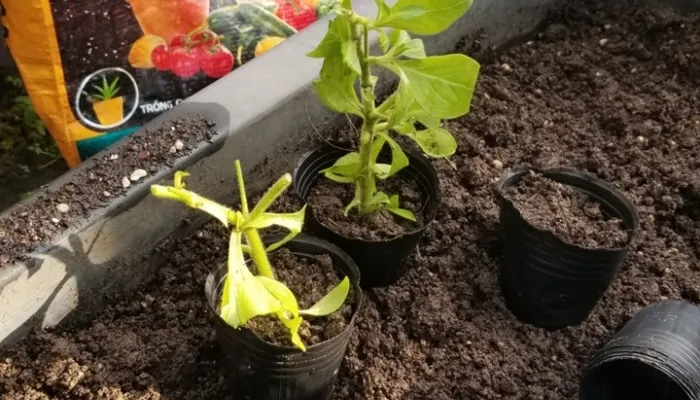 Hướng dẫn giâm cành khi trồng hoa dạ thảo