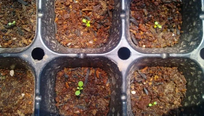 Hướng dẫn gieo hạt giống khi trồng hoa dạ thảo