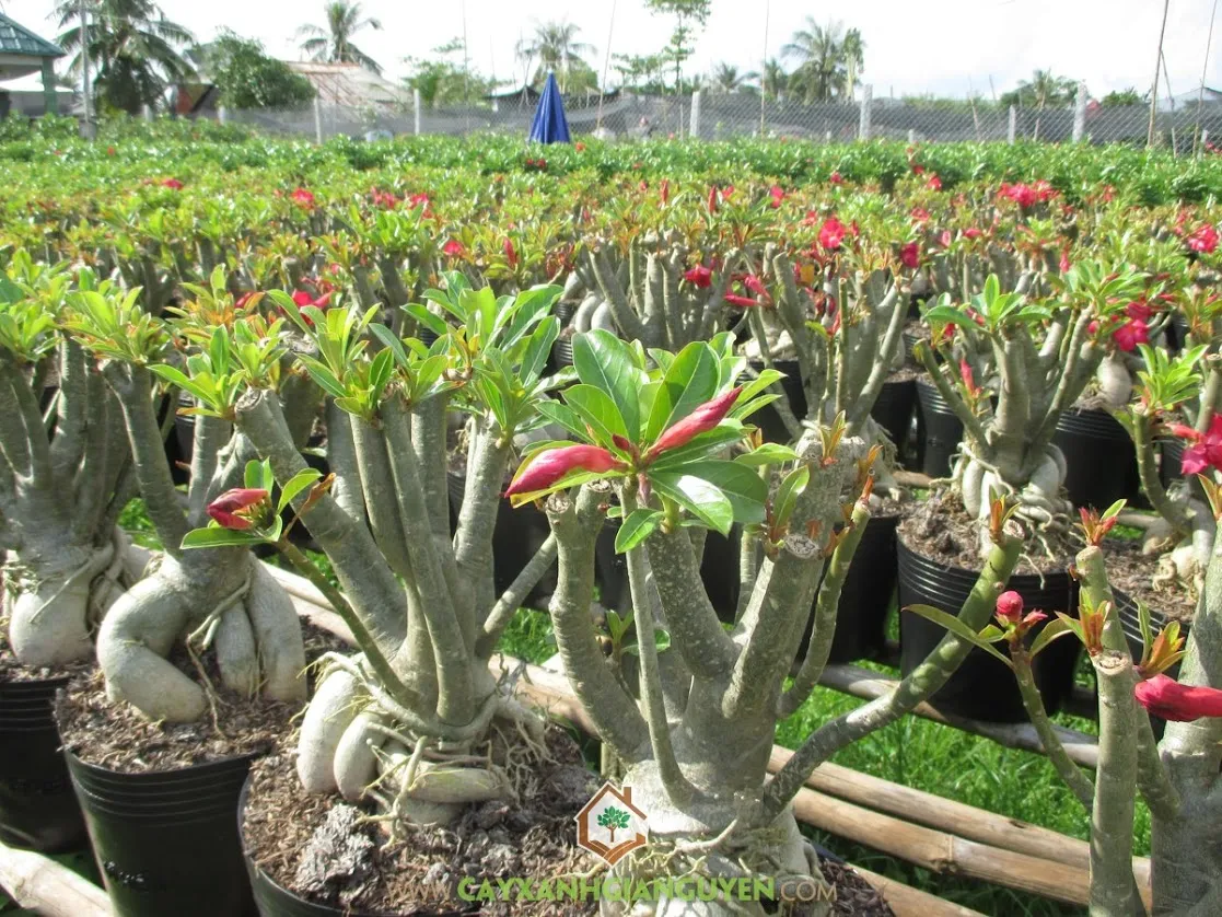 Hướng dẫn kỹ thuật bón phân cho cây sứ thái theo từng giai đoạn sinh trưởng, đảm bảo hoa nở liên tục