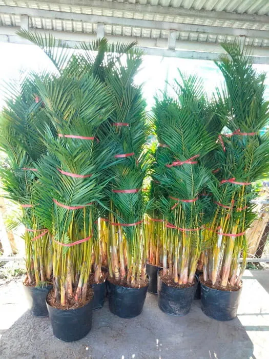 Hướng dẫn kỹ thuật cách chăm sóc cây cau lụa chi tiết