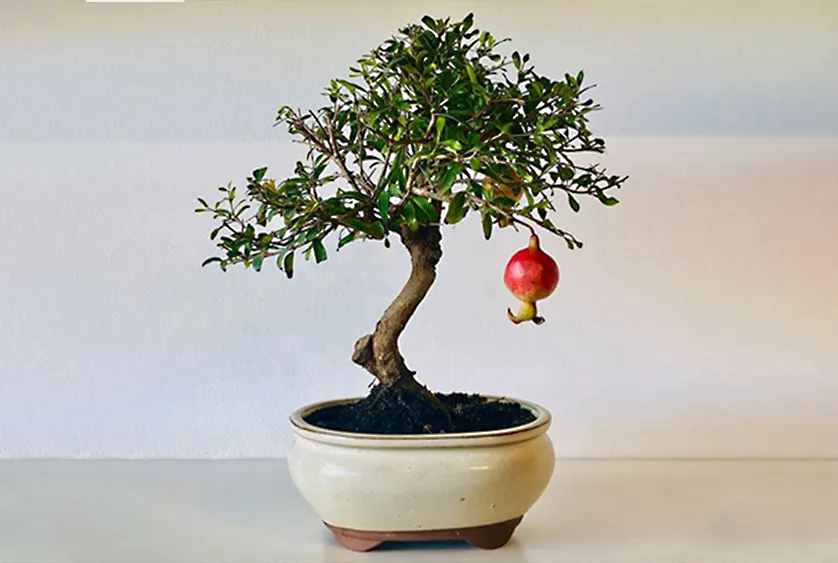 Hướng dẫn kỹ thuật cắt tỉa cành lựu bonsai để kích thích ra hoa và giữ form dáng nghệ thuật