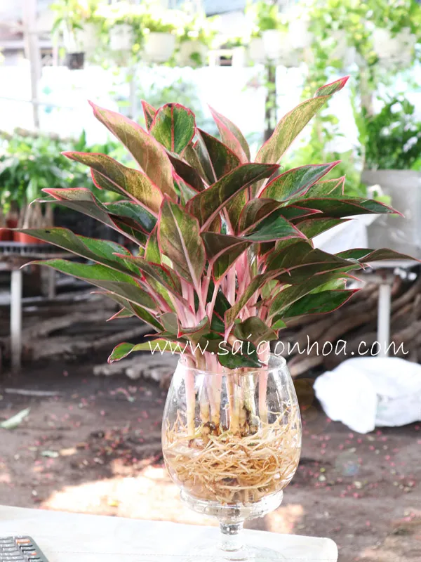 Hướng dẫn kỹ thuật chăm sóc cây phú quý trồng trong nước: tưới và thay nước định kỳ