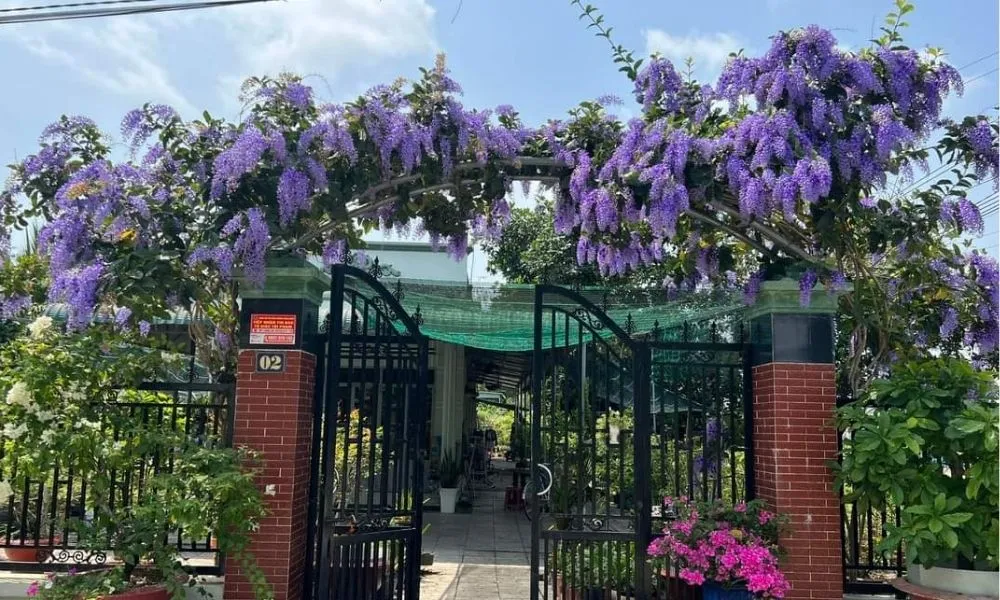 hướng dẫn kỹ thuật chiết cành và bón phân hữu cơ cho cây mai xanh để kích thích ra hoa