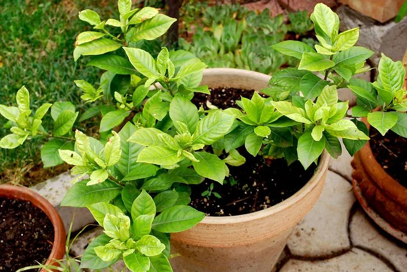 Hướng dẫn kỹ thuật giâm cành cây dành dành để nhân giống và phát triển cây con khỏe mạnh