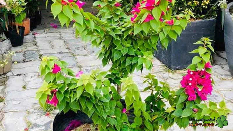 Hướng dẫn kỹ thuật giâm cành và chiết cành trong cách chăm sóc cây bông giấy Mỹ