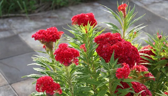 Hướng dẫn kỹ thuật gieo hạt và cấy cây con cho hoa mào gà nở đúng dịp