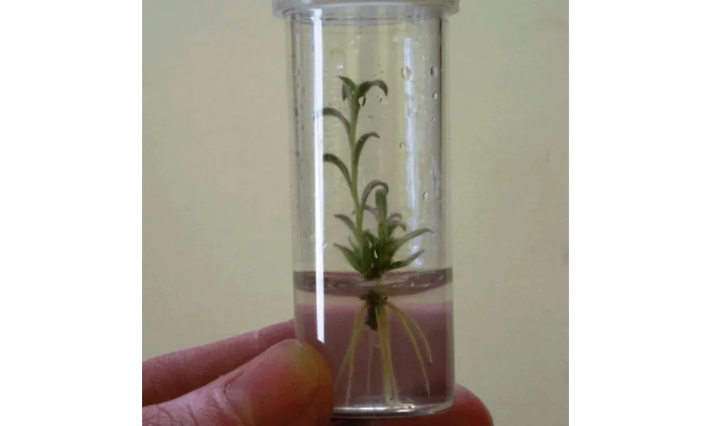 Hướng dẫn kỹ thuật tách chồi để nhân giống cây hoa đồng tiền