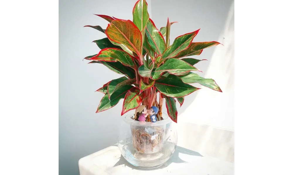 Hướng dẫn kỹ thuật trồng cây phú quý trong môi trường thủy sinh, chú ý mức nước an toàn