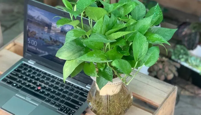 Hướng dẫn kỹ thuật trồng cây Vạn Niên Thanh leo cột tại nhà