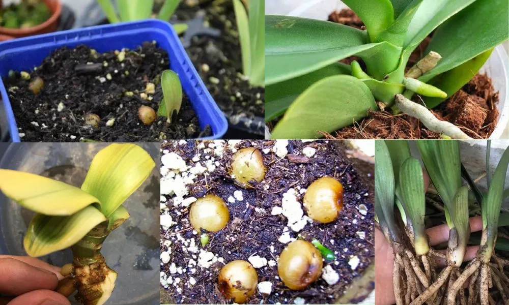 Hướng dẫn kỹ thuật trồng lan quân tử bằng phương pháp tách gốc nhanh chóng