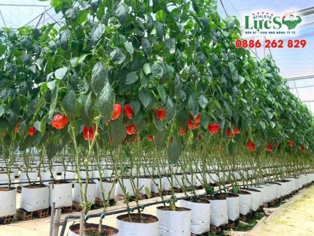 Cách Trồng Cây Ớt Chuông Đạt Năng Suất Cao Ngay Tại Nhà