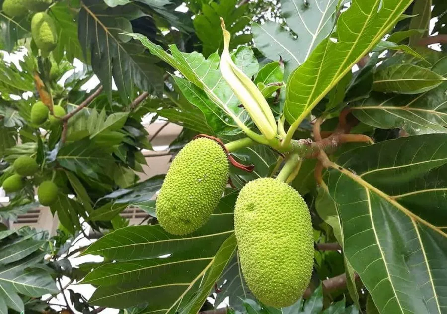 Hướng dẫn kỹ thuật trồng và chăm sóc cây sa kê đúng chuẩn