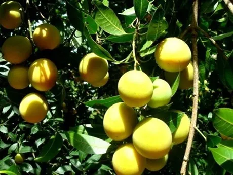 Hướng dẫn thu hoạch thanh trà