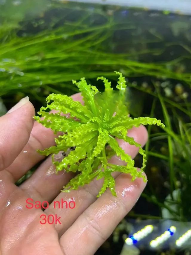 Hướng dẫn trồng cây sao nhỏ xanh tốt