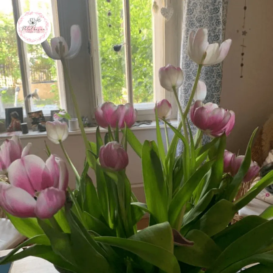 Hướng dẫn trồng củ tulip mới trong đất thoát nước tốt theo kỹ thuật chuyên gia