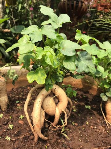 Cách Trồng Cây Sương Sâm Trong Chậu Đạt Năng Suất Cao Nhất