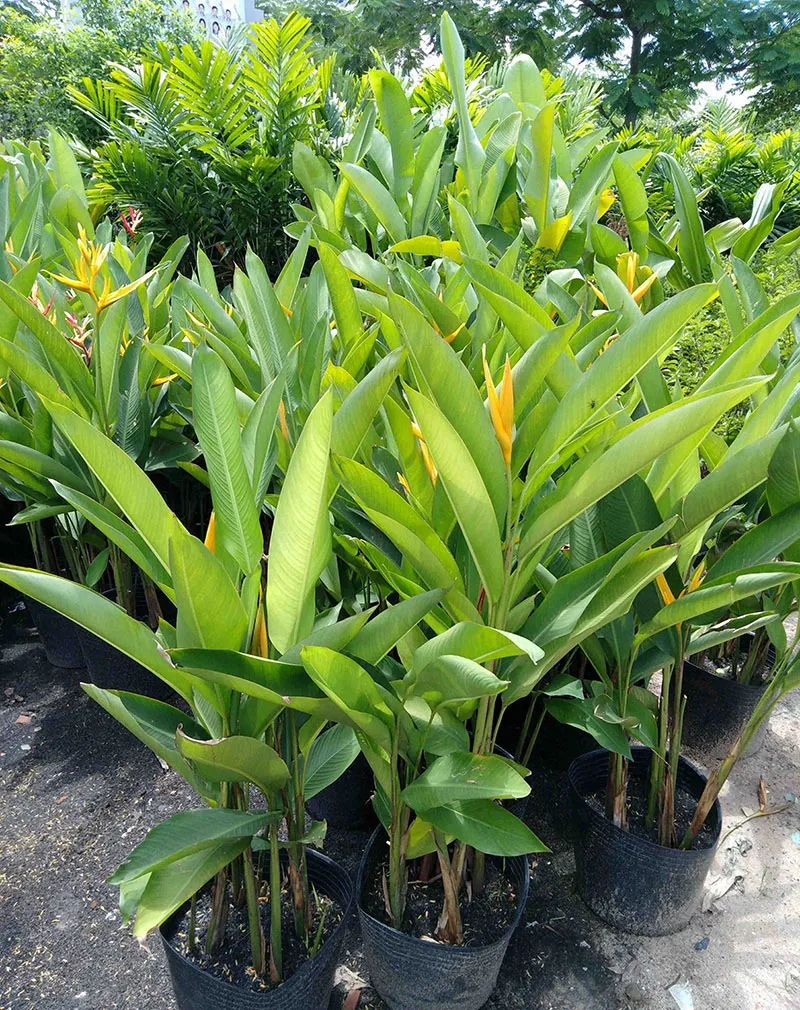 Hướng dẫn trồng và chăm sóc cây cảnh dễ sống, thích hợp cho người mới bắt đầu làm vườn.