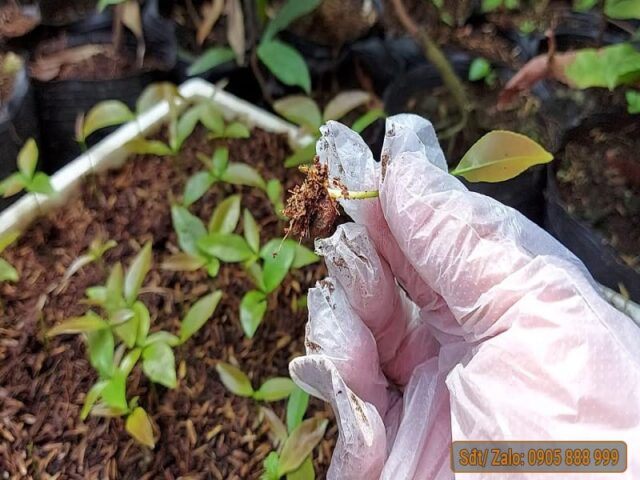 Cách Trồng Cây Mai Con Mau Lớn Với Kỹ Thuật Chuẩn Chuyên Gia