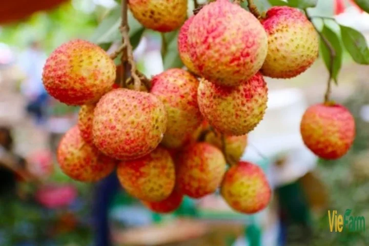 Cách Trồng Cây Vải Thiều Và Chăm Sóc Đạt Năng Suất Cao Nhất