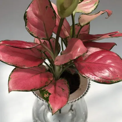 Hướng dẫn từng bước cách trồng cây vạn lộc thủy sinh tại nhà