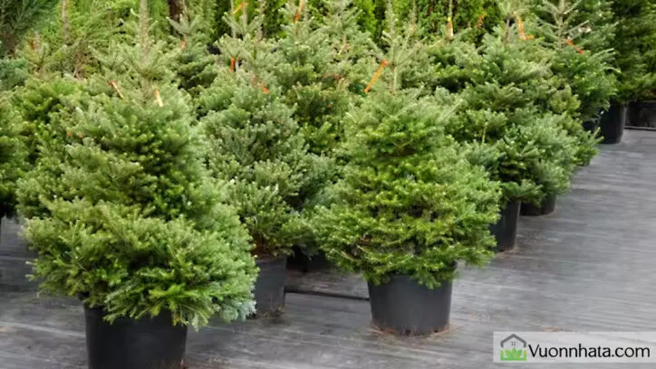 Hướng dẫn tưới nước và bón phân hữu cơ định kỳ cho cây thông Noel trồng trong chậu
