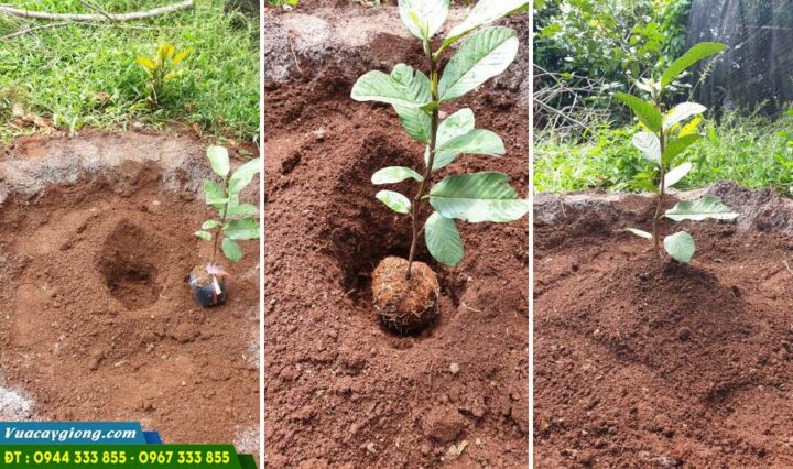 Hướng Dẫn Cách Trồng Cây Ăn Quả Chuẩn Kỹ Thuật Từ Chuyên Gia