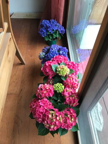 Cách Trồng Và Chăm Sóc Hoa Cẩm Tú Cầu Toàn Diện Cho Người Mới