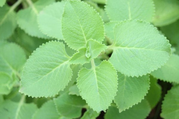 CÁCH TRỒNG VÀ CHĂM SÓC CÂY HẢI CHÂU ĐẠT CHUẨN BONSAI NHẤT ĐẾ NHÌ THÂN