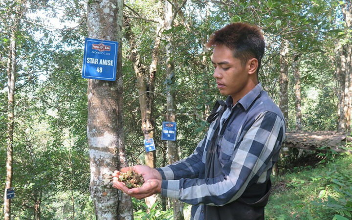 Cách Chăm Sóc Cây Nho Thân Gỗ Chuẩn Kỹ Thuật Cho Năng Suất Cao