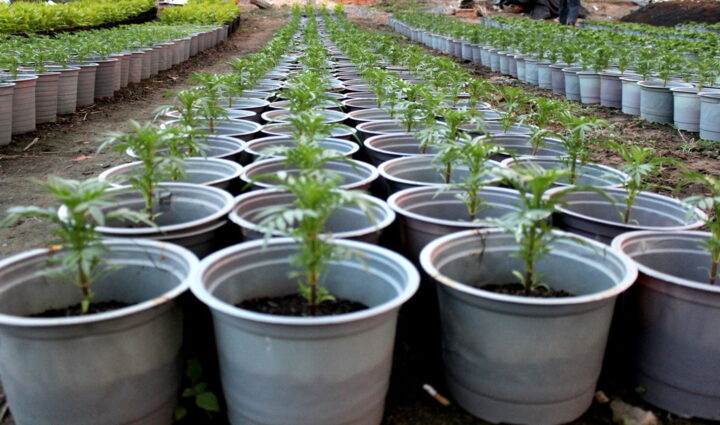 Cách Trồng Cây Hoa Vạn Thọ Thành Công Từ A Đến Z Cho Vụ Tết