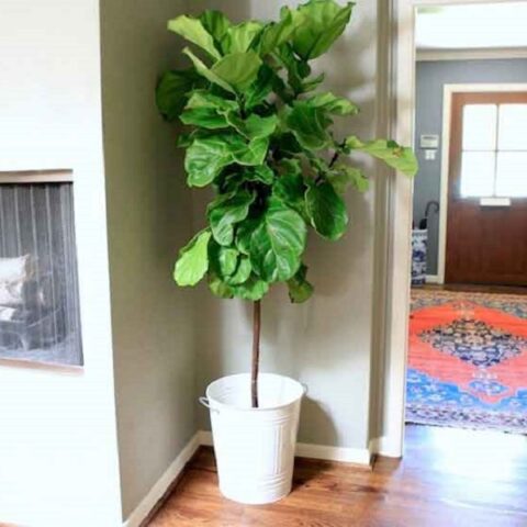 Cây Bàng Singapore Cách Chăm Sóc Đúng Kỹ Thuật Cho Cây Nội Thất Khỏe Mạnh