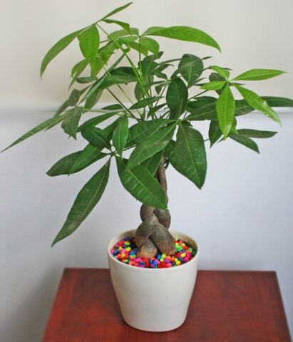 Cách Chăm Cây Kim Ngân Trong Nhà Chuẩn Phong Thủy