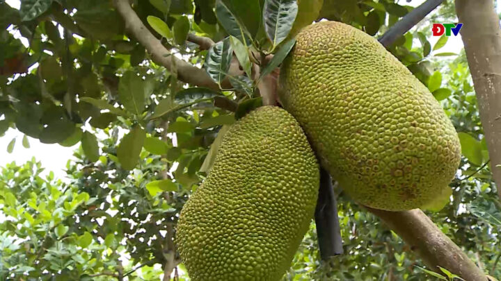 Cách Trồng Và Chăm Sóc Cây Mít Thái Đạt Năng Suất Cao Nhất