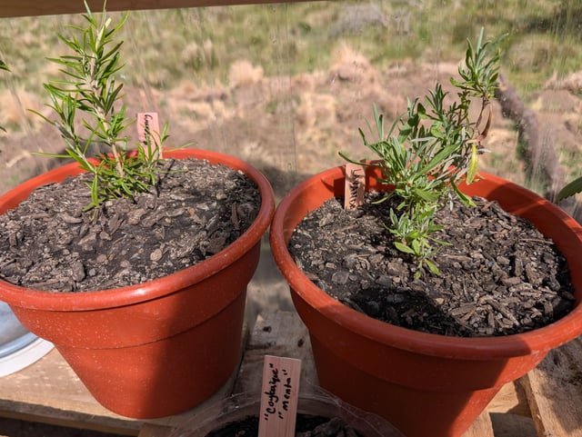 Cách Trồng Cây Hoa Hiên Toàn Diện Và Chăm Sóc Đúng Kỹ Thuật