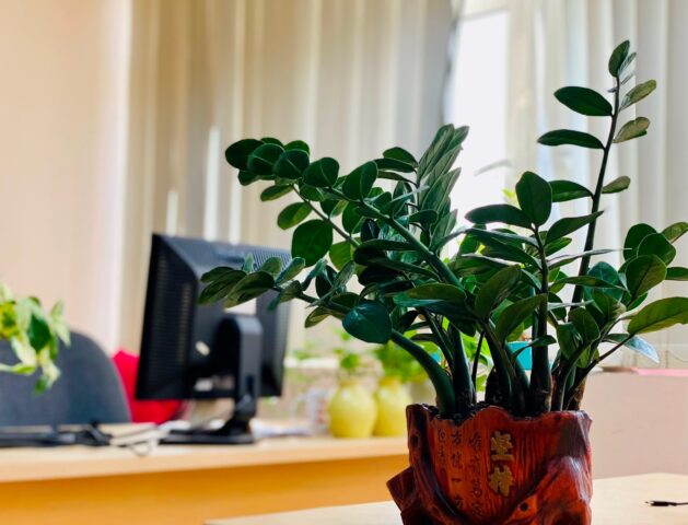 Có Nên Trồng Cây Phát Tài Trong Nhà: Hướng Dẫn Chi Tiết Về Phong Thủy Và Chăm Sóc